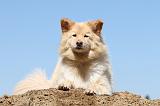 CHIEN FINNOIS DE LAPONIE 554